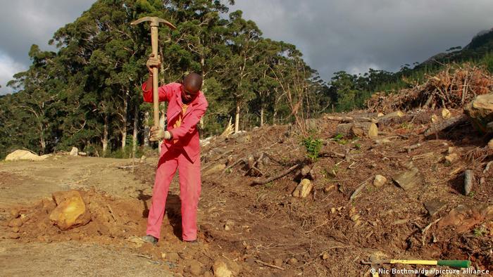 South African authorities are trying to clear alien trees to give the native Fynbos vegetation a chance to recover 