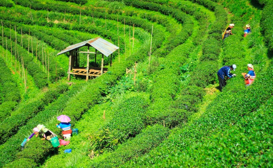 bangladesh tea workers.