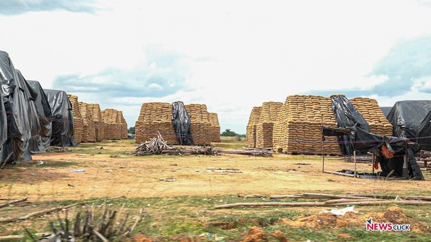 Sacks of paddy from the recent harvest in the region