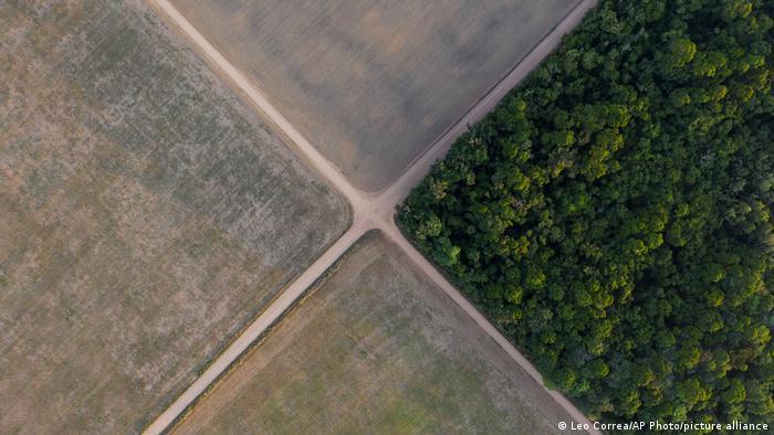 Land in the Amazon is often cleared for cattle pastures and soy fields