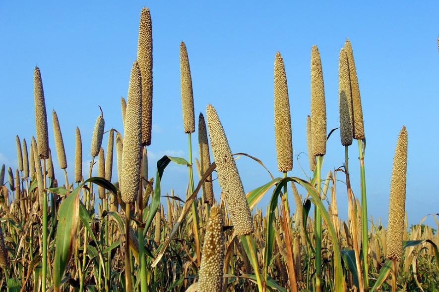 11,000 Bajra Farmers not Paid by Haryana Govt for 2 Weeks