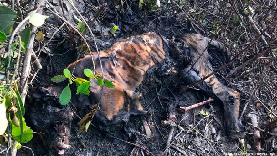 A poached Bengal tiger caracass found in an Indian forest with a wire around its waist