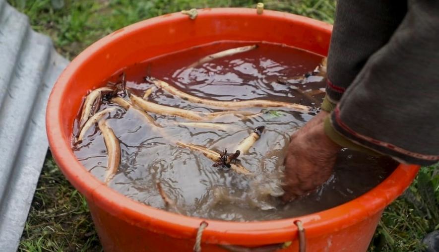 Farmer Abdul Ahad Wani cleaning root vegatable Nadru after harvesting them. He is the first to grow them in an area far from a lake