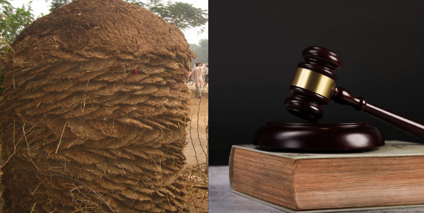 cow dung court order