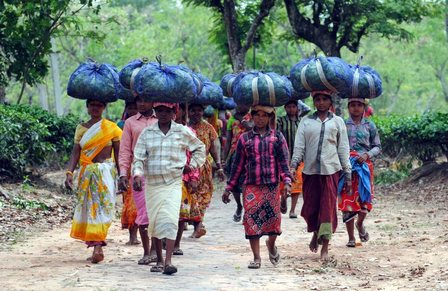 Tea Workers of Tripura