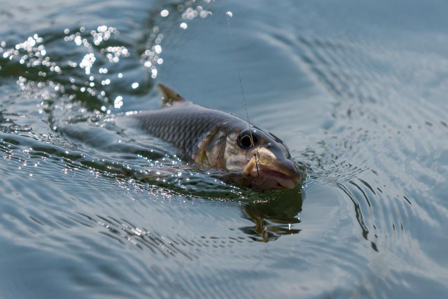 Medicine Residue is Everywhere in Rivers, Lakes—and Fish Are Behaving Strangely