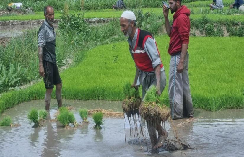 Farmers working in Mushk Budji fields (Photo - Khalid Gul, 101Reporters).