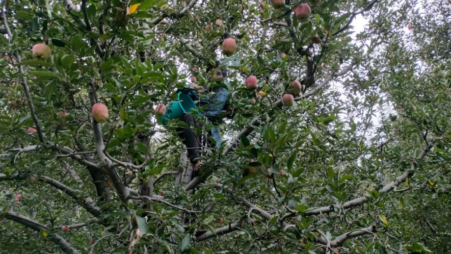 Kashmir Apple Economy