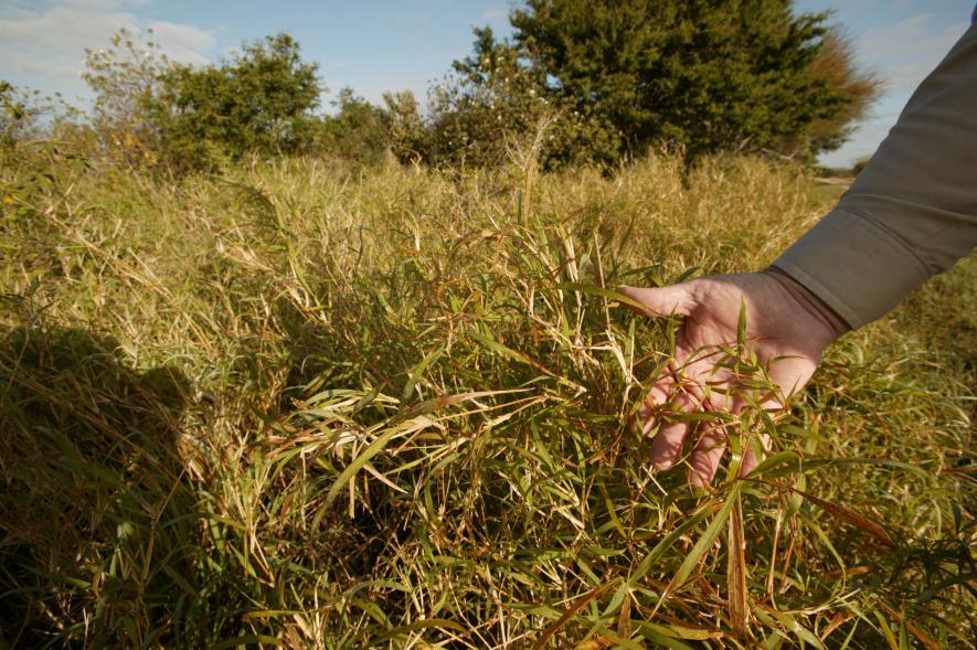 Invasive Species Cost Global Economy Dearly, Harm Habitats, Human Health