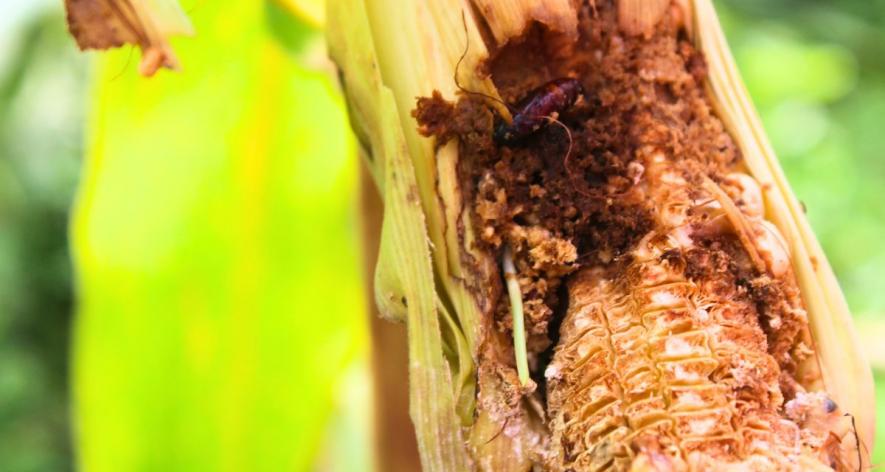 Stem borer spotted inside the maize crop (Photo - Paridhi Jain, 101Reporters).