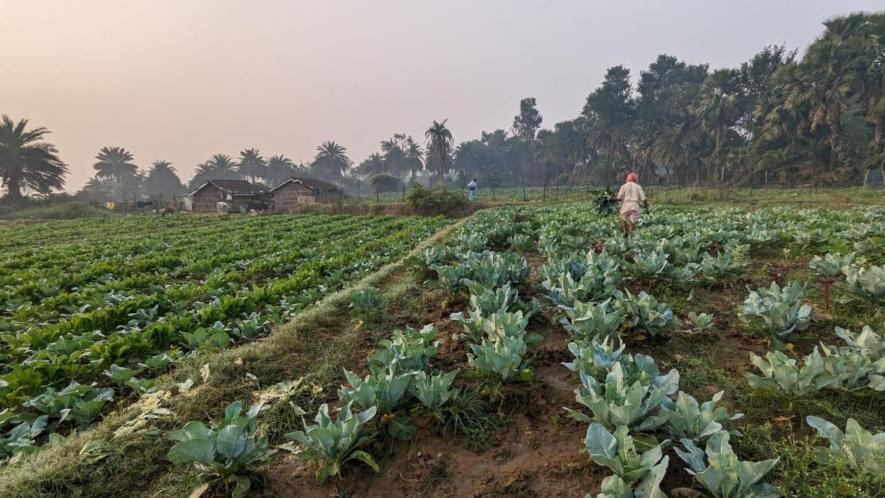 Ram Brij harvesting cauliflowers for the market at sunrise.