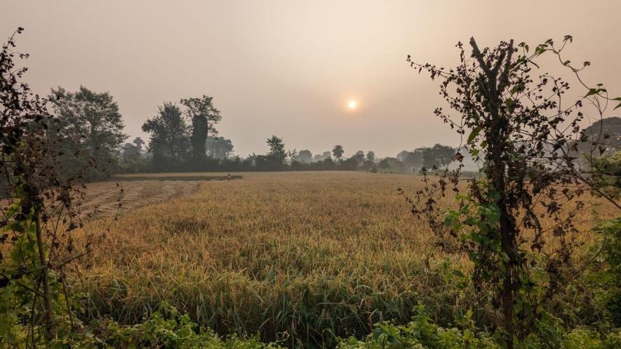 Sanjula’s 11-year-old harvesting paddy with a sickle in the distance