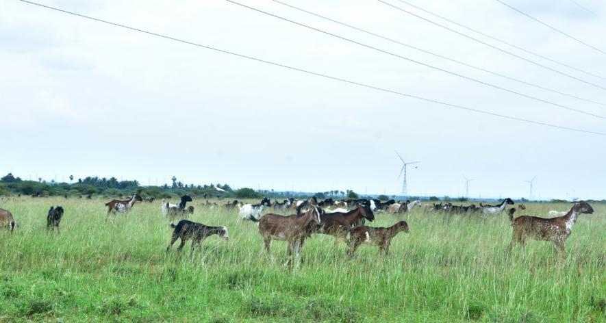 More than 20,000 goats, sheep, and cows in Alavanthankulam (Photo sourced by Vignesh A, 101Reporters) (1).