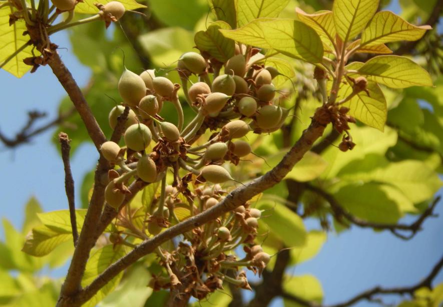 Mahua fruit, locally called Kochra