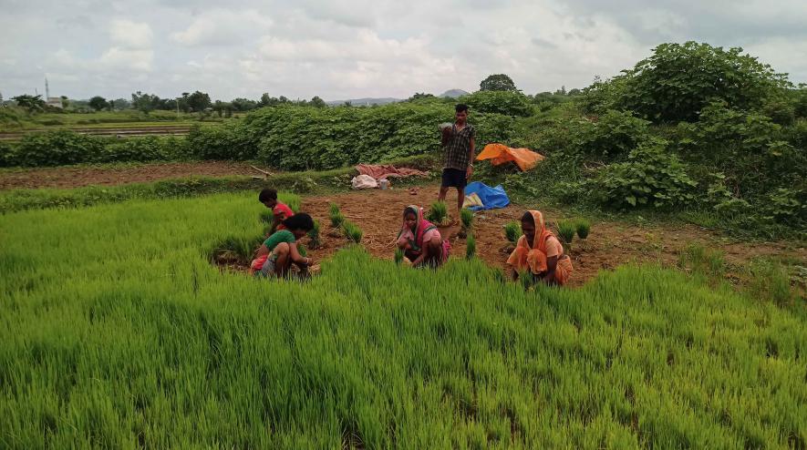 Women labourers collecting seedlings from the seed bed at Holutkanali, Ranibandh.