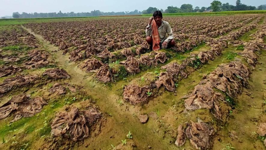 Farmer Jagannath Ghose at Narayanpur village under Patrasayer Block has not received insurance money, despite his cauliflower crop destroyed by hailstorm.