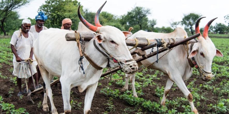 The Kisan Mazdoor Commission and Nation for Farmers released a manifesto for the upcoming Assembly elections, asking the incoming state government to ensure MSP plus bonus for cash crops, like cotton, soyabean, sugarcane, among other demands.