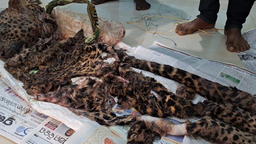 Incidents of leopard-eating and skin trade reported are worrisome for people nearby and forest authorities, who have been found wanting in monitoring.