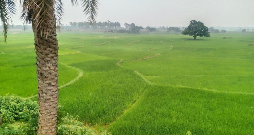 Farm land in Govindatand village (Photo - Rahul Singh, 101Reporters)