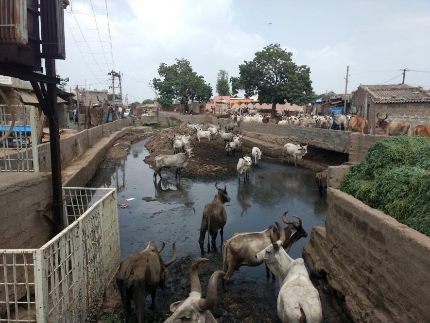 A dirty canal on which pastoral communities of Bhuj city and neighbouring villages depend during arid summers. The canal is never cleaned. 