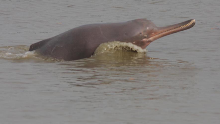 Gangetic dolphin - a species threatened by further degradation of the Ganges River. Google Images