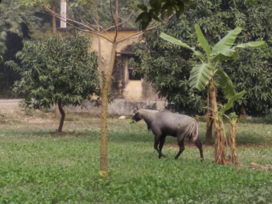 Nilgai_Bihar3.jpg