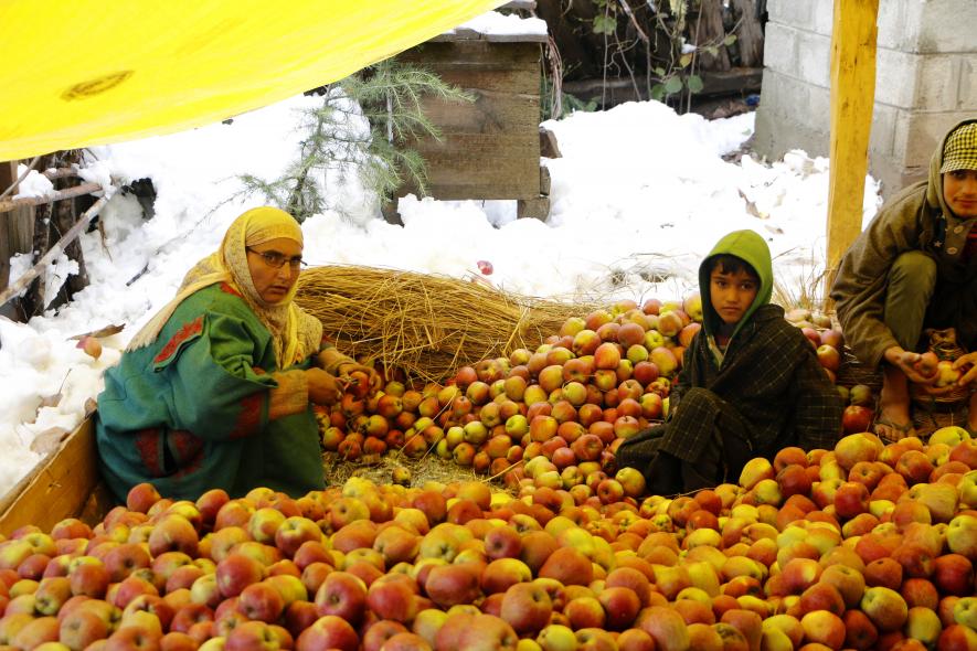 a%20woman%20and%20child%20grading%20there%20apples%20in%20snow%20in%20southkashmir.JPG